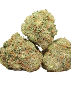 Guava Kush kaufen – Tropischer Hybrid mit über 21 % THC | Premium Craft Cannabis