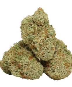 Mimosa – Sativa-dominanter Hybrid mit fruchtiger Energie & Zitruspower