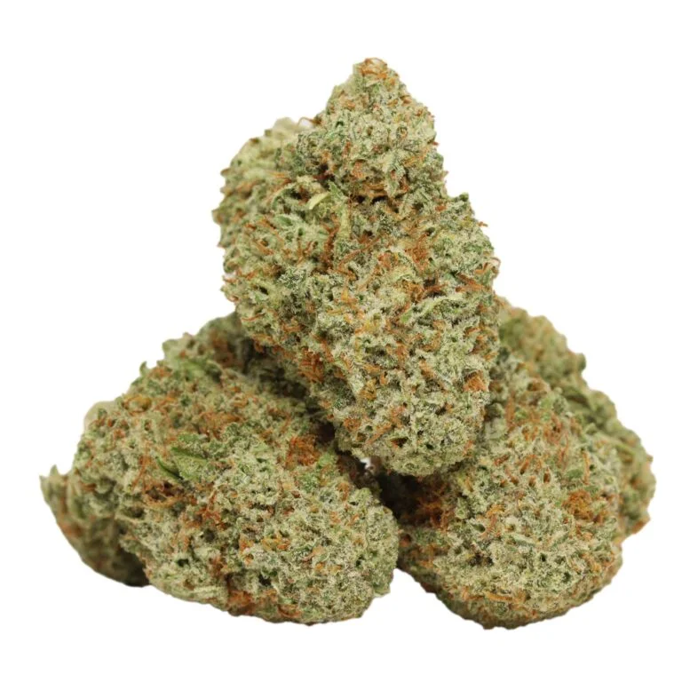 Mimosa – Sativa-dominanter Hybrid mit fruchtiger Energie & Zitruspower