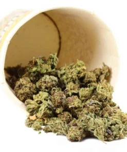 Popcorn Buds aus verschiedenen Hybrid-Sorten – Günstig online kaufen in Deutschland | Mixed Hybrid Popcorn