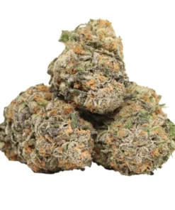 Lila Banner (Purple Banner) – Violetter Indica-Hybrid mit ausgewogener Wirkung