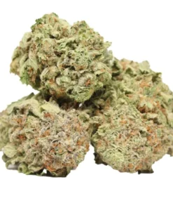 Red Congolese kaufen – Energiereicher Sativa-dominanter Hybrid mit klarem Fokus