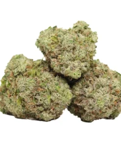 Stinkender Pinky kaufen – Starker Indica-Hybrid mit intensiver Skunk-Power